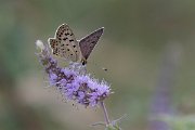DPPhotography - Northern Greece - Sooty copper - C