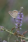 DPPhotography - Northern Greece - Sooty copper - D