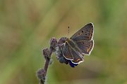 DPPhotography - Northern Greece - Sooty copper - H