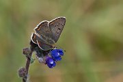 DPPhotography - Northern Greece - Sooty copper - I
