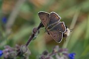 DPPhotography - Northern Greece - Sooty copper - J