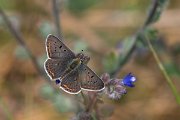 DPPhotography - Northern Greece - Sooty copper - L