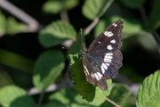 DPPhotography - Northern Greece - Southern white admiral - A