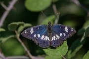 DPPhotography - Northern Greece - Southern white admiral - C