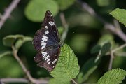 DPPhotography - Northern Greece - Southern white admiral - D