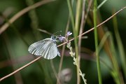 DPPhotography - Northern Greece - Wood white - A