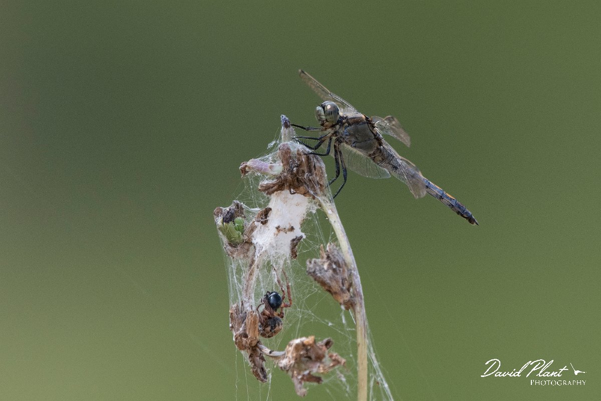 DPPhotography - Northern Greece - Black-tailed skimmer - A.jpg - Black-tailed skimmer - Lake Kerkini, Greece