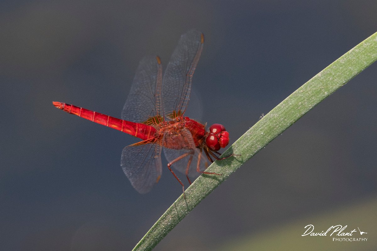 DPPhotography - Northern Greece - Broad scarlet - B.jpg - Broad scarlet - Lake Kerkini, Greece