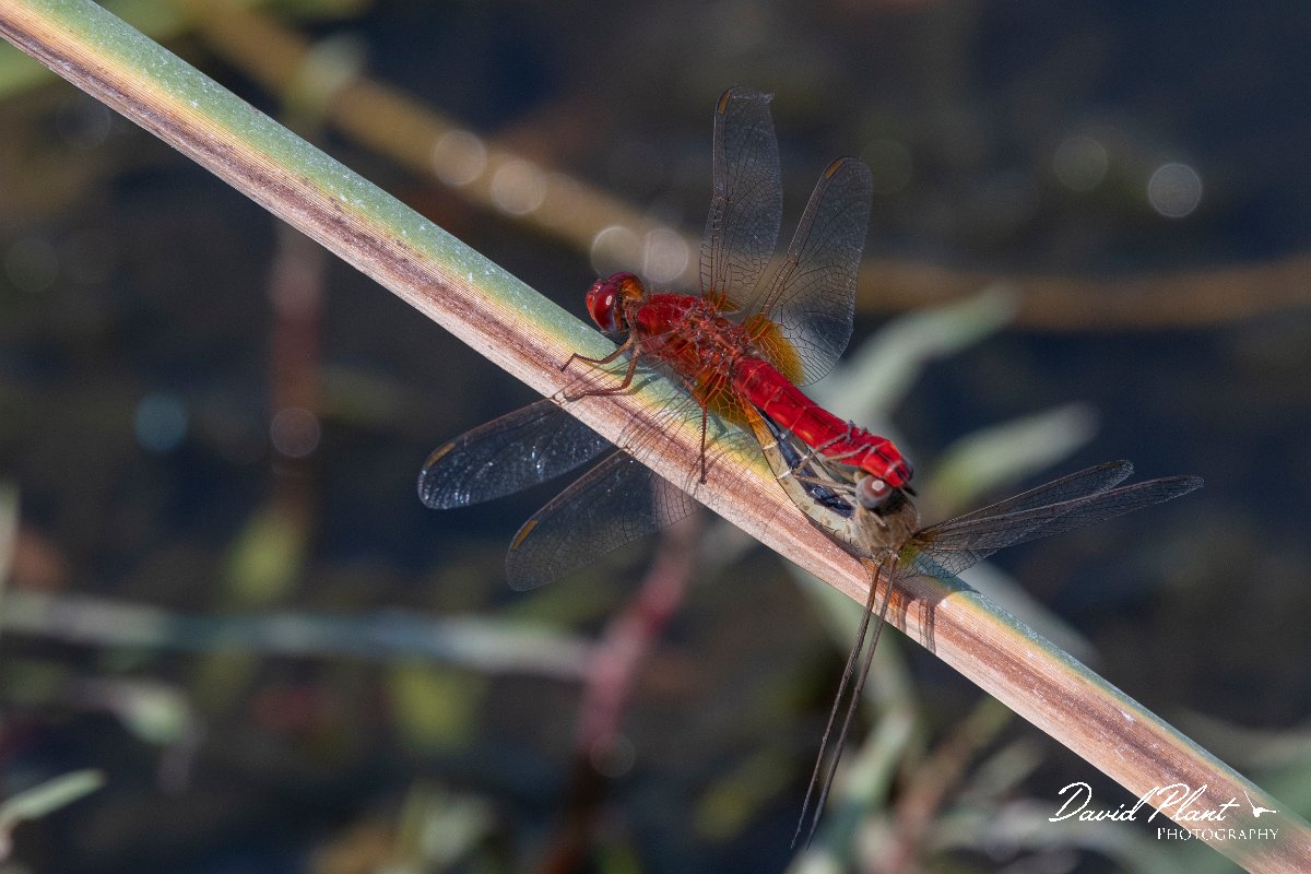 DPPhotography - Northern Greece - Broad scarlet - C.jpg - Broad scarlet - Lake Kerkini, Greece