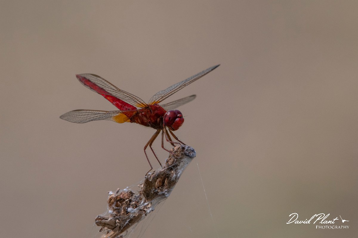 DPPhotography - Northern Greece - Broad scarlet - E.jpg - Broad scarlet - Lake Kerkini, Greece