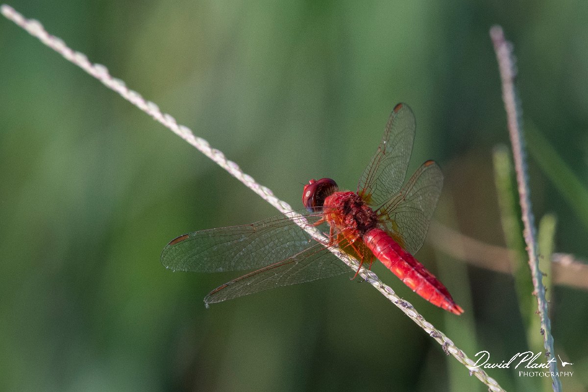 DPPhotography - Northern Greece - Broad scarlet - G.jpg - Broad scarlet - Lake Kerkini, Greece