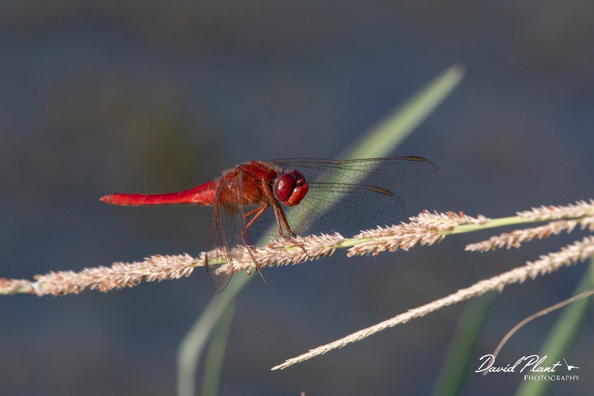 DPPhotography - Northern Greece - Broad scarlet - H.jpg - Broad scarlet - Lake Kerkini, Greece