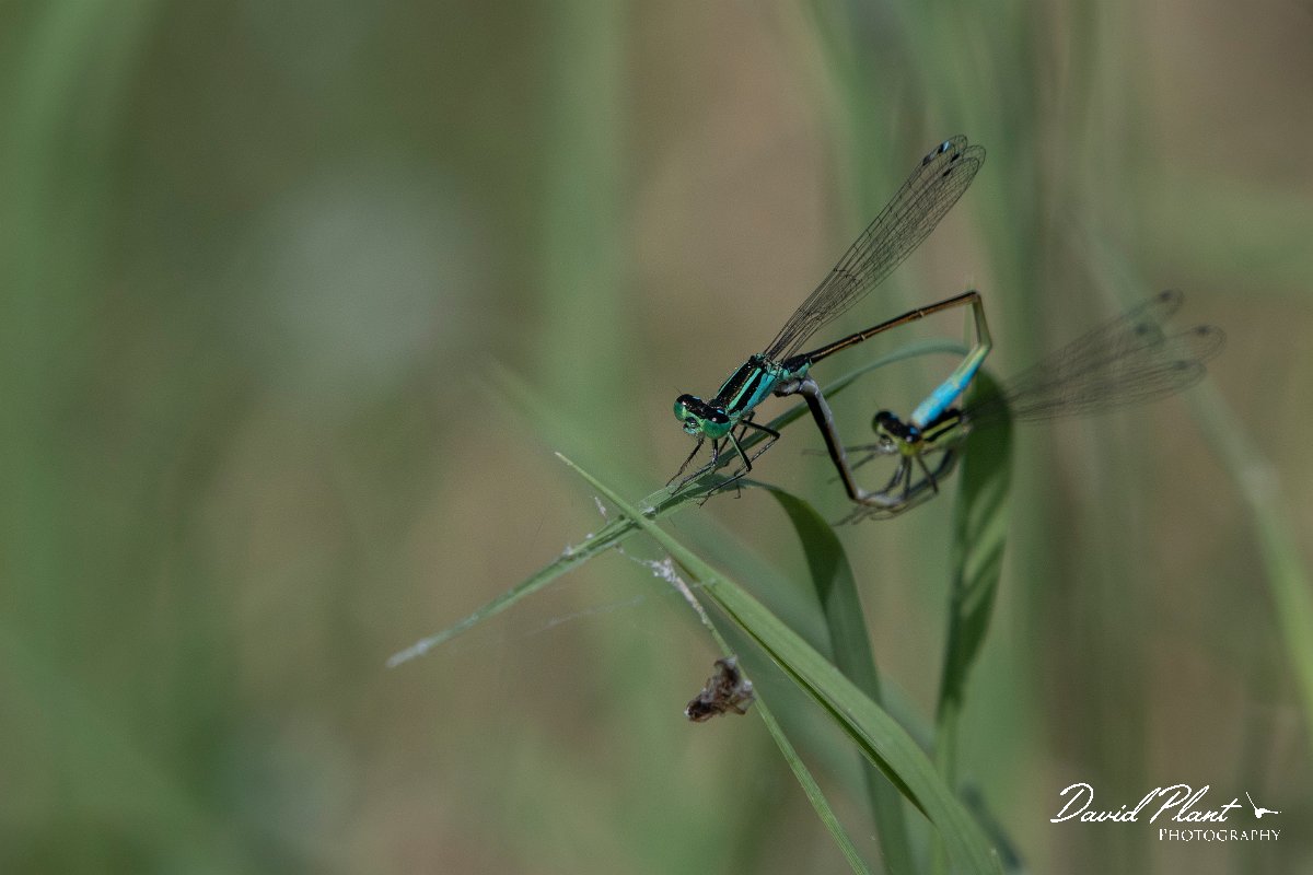 DPPhotography - Northern Greece - Common bluetail - A.jpg - Common bluetail - Lake Kerkini, Greece