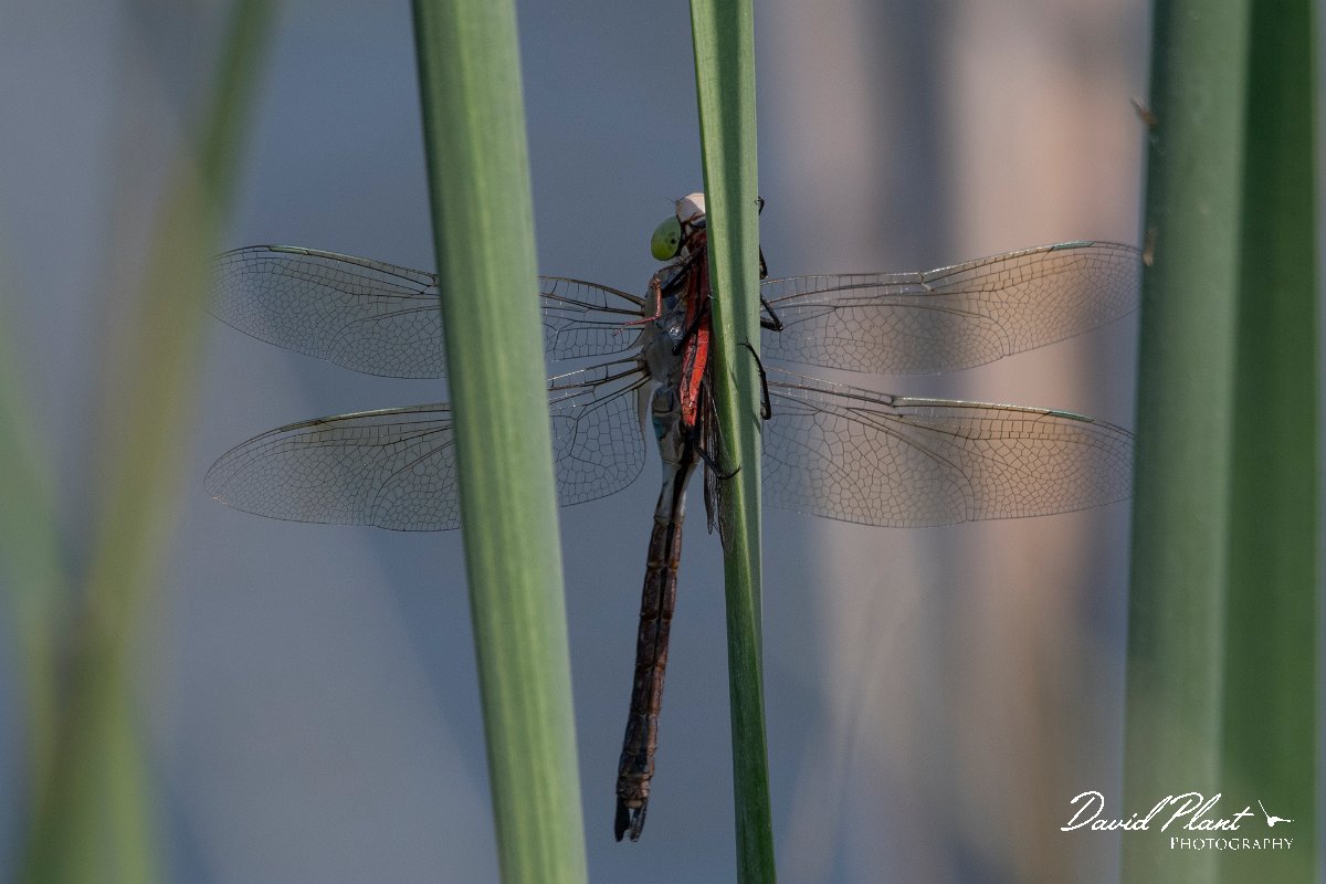 DPPhotography - Northern Greece - Lesser emperor - A.jpg - Lesser emperor eating broad scarlet - Lake Kerkini, Greece