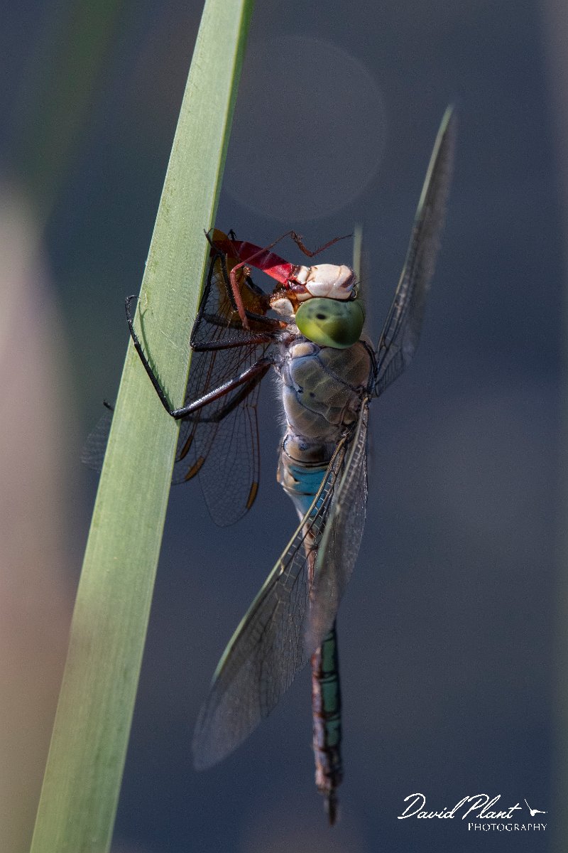 DPPhotography - Northern Greece - Lesser emperor - B.jpg - Lesser emperor eating broad scarlet - Lake Kerkini, Greece