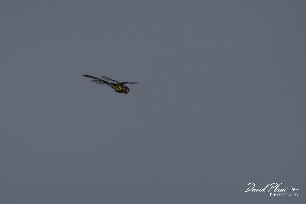 DPPhotography - Northern Greece - Migrant hawker - A.jpg - Migrant hawker - Lake Kerkini, Greece
