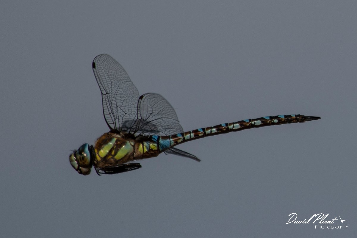 DPPhotography - Northern Greece - Migrant hawker - B.jpg - Migrant hawker - Lake Kerkini, Greece