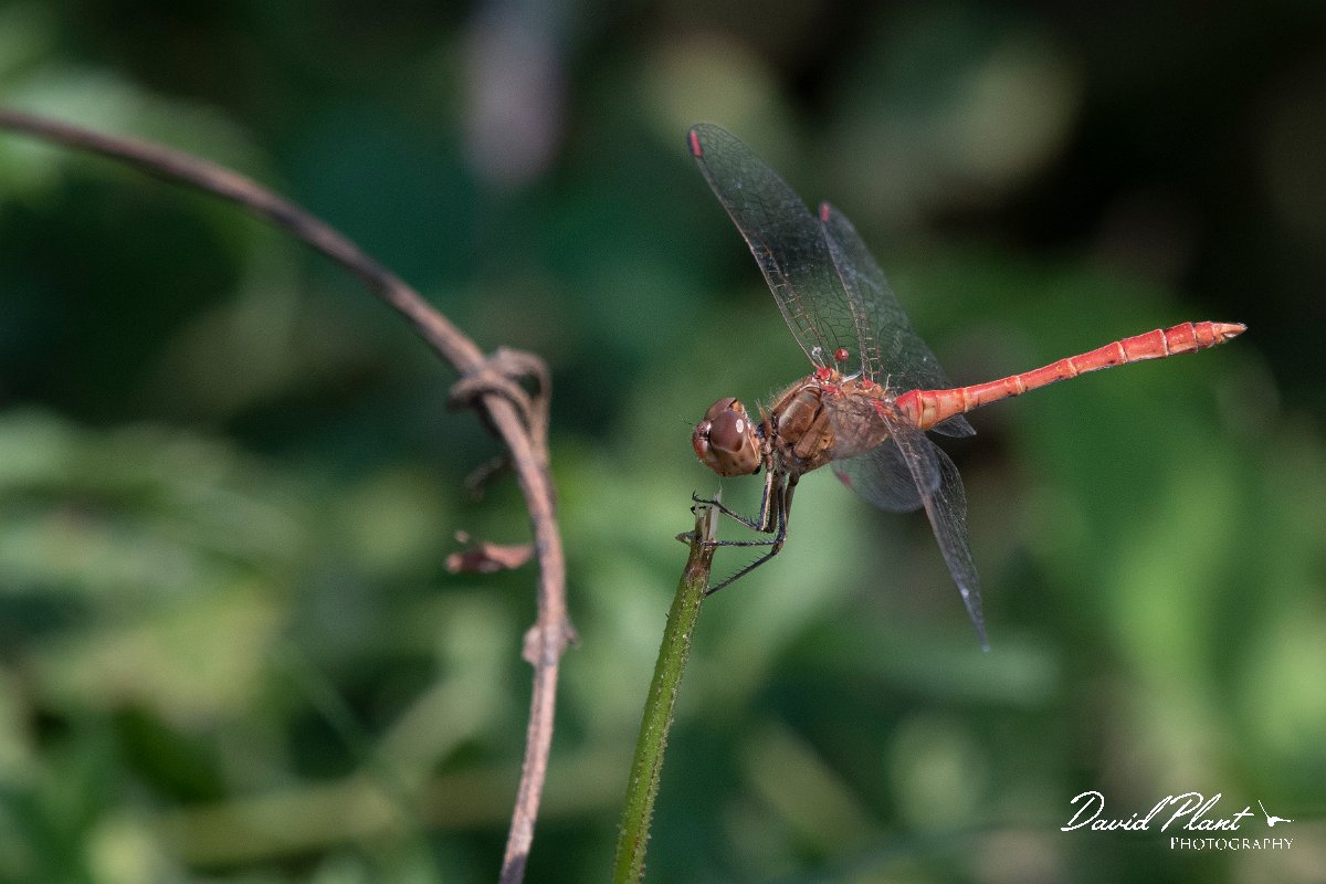 DPPhotography - Northern Greece - Southern darter - A.jpg - Southern darter - Lake Kerkini, Greece