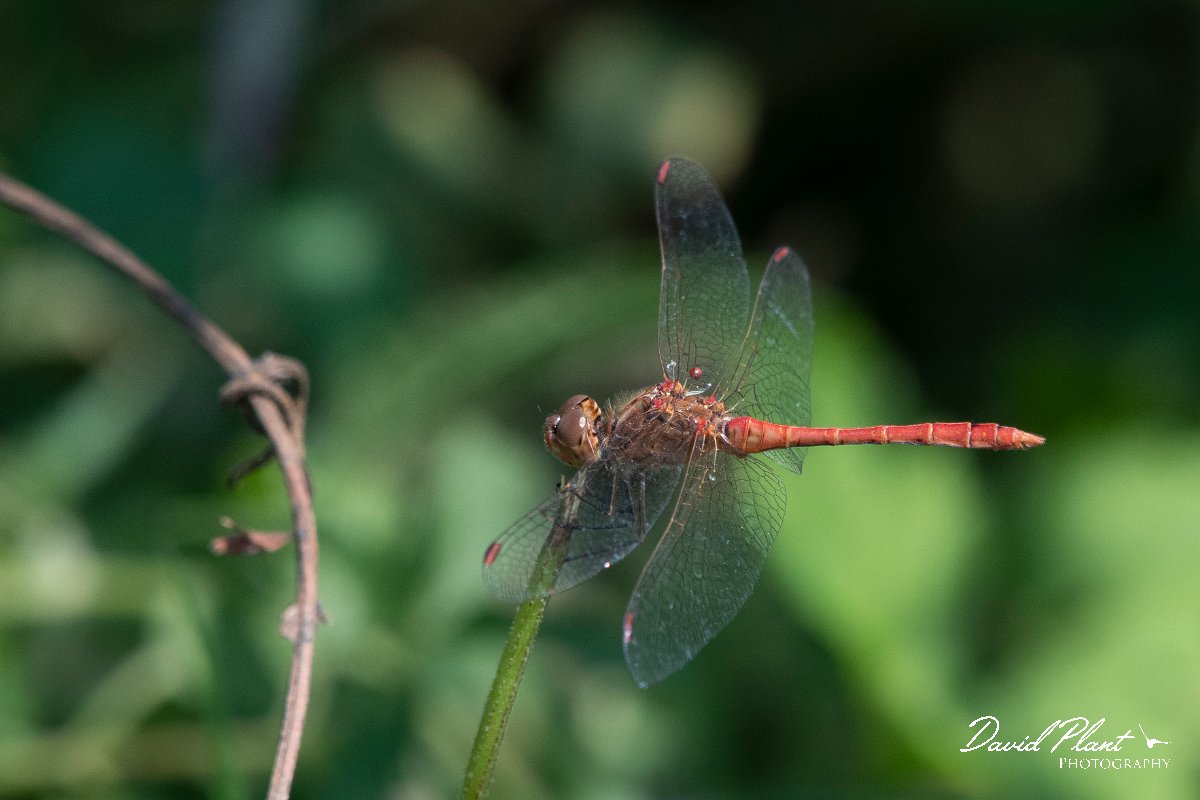 DPPhotography - Northern Greece - Southern darter - B.jpg - Southern darter - Lake Kerkini, Greece