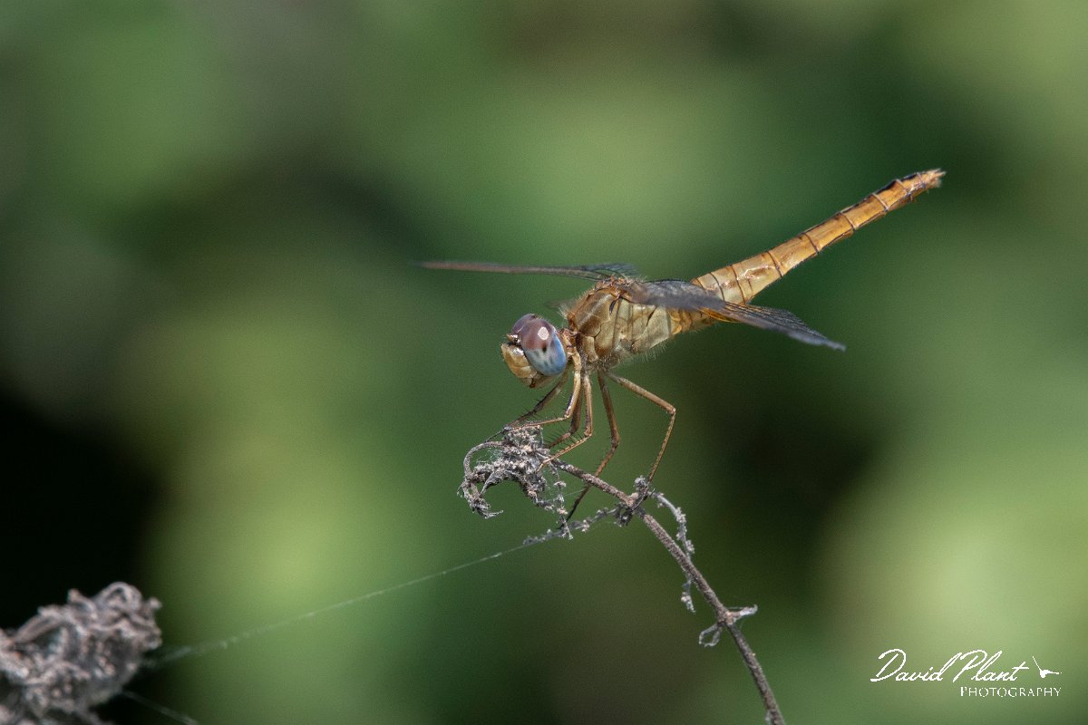 DPPhotography - Northern Greece - Southern darter - C.jpg - Southern darter - Lake Kerkini, Greece