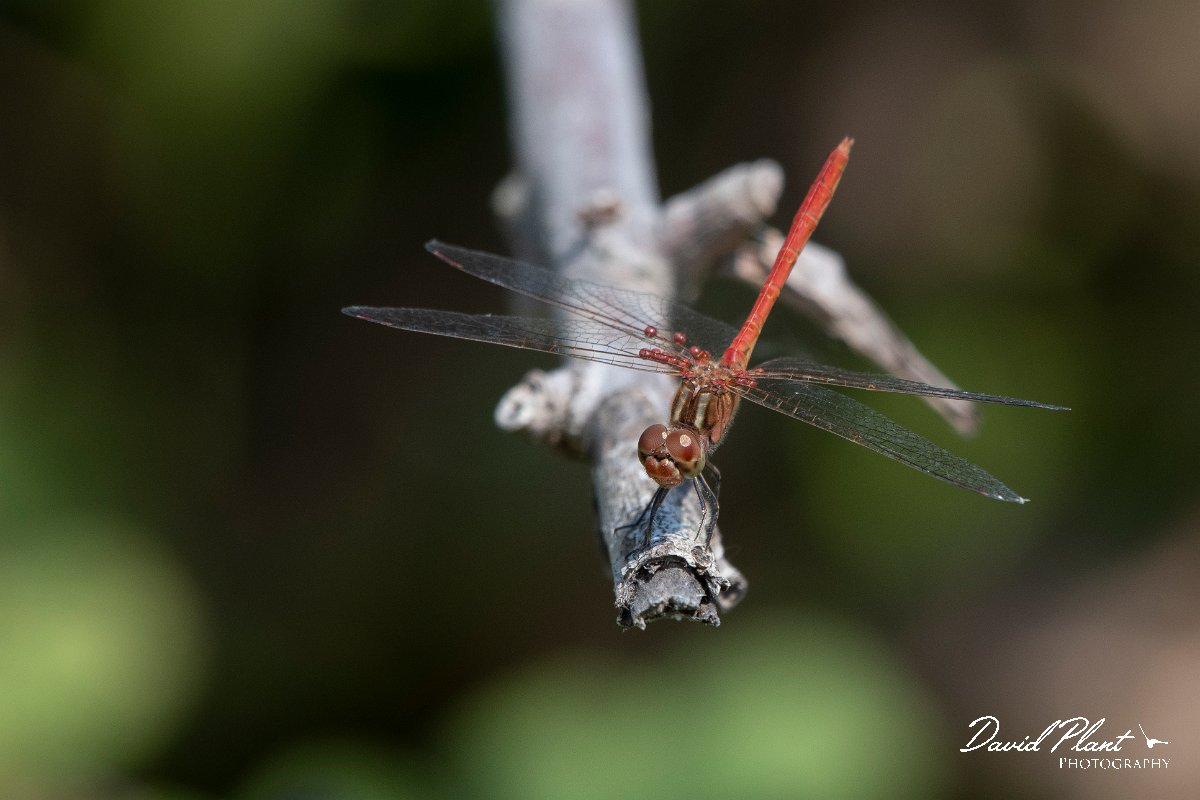 DPPhotography - Northern Greece - Southern darter - D.jpg - Southern darter - Lake Kerkini, Greece
