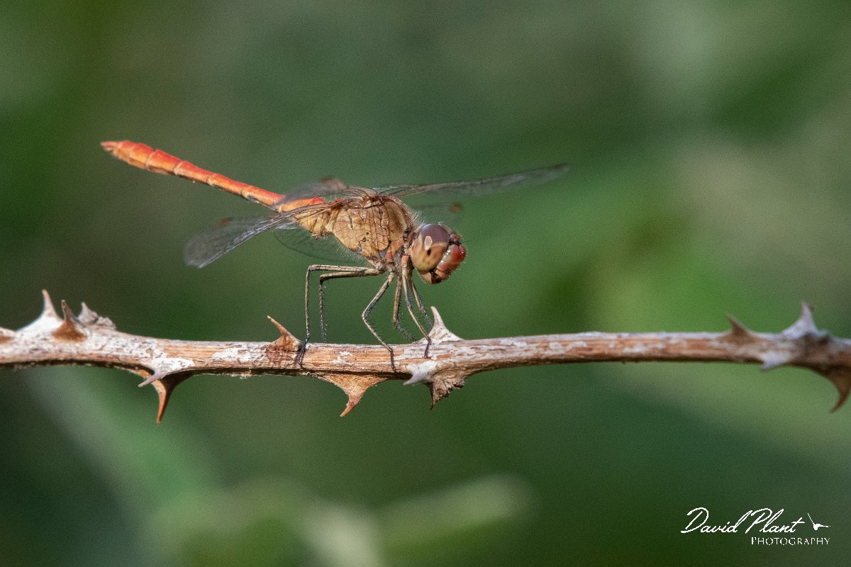 DPPhotography - Northern Greece - Southern darter - E.jpg - Southern darter - Mount Belles, Greece
