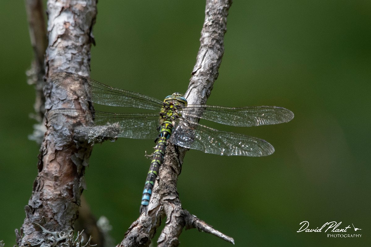 DPPhotography - Northern Greece - Southern hawker - A.jpg - Southern hawker - Mount Vrontou, Greece