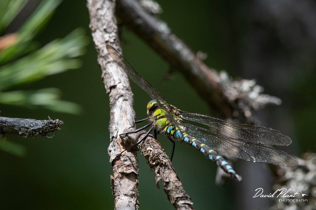DPPhotography - Northern Greece - Southern hawker - C.jpg - Southern hawker - Mount Vrontou, Greece