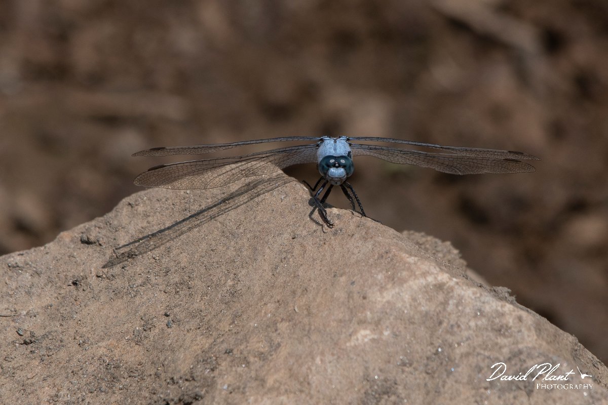 DPPhotography - Northern Greece - Southern skimmer - A.jpg - Southern skimmer - Mount Belles, Greece
