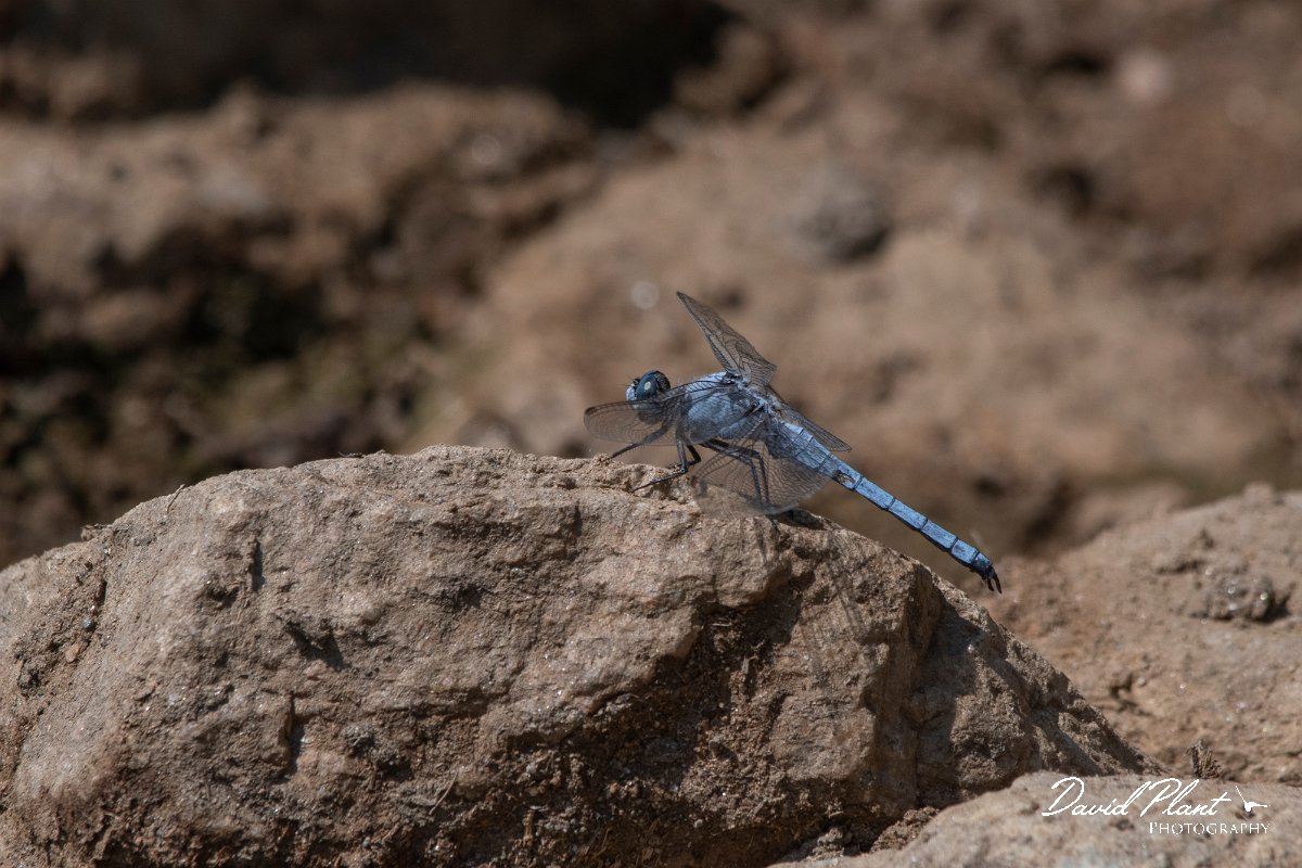 DPPhotography - Northern Greece - Southern skimmer - B.jpg - Southern skimmer - Mount Belles, Greece