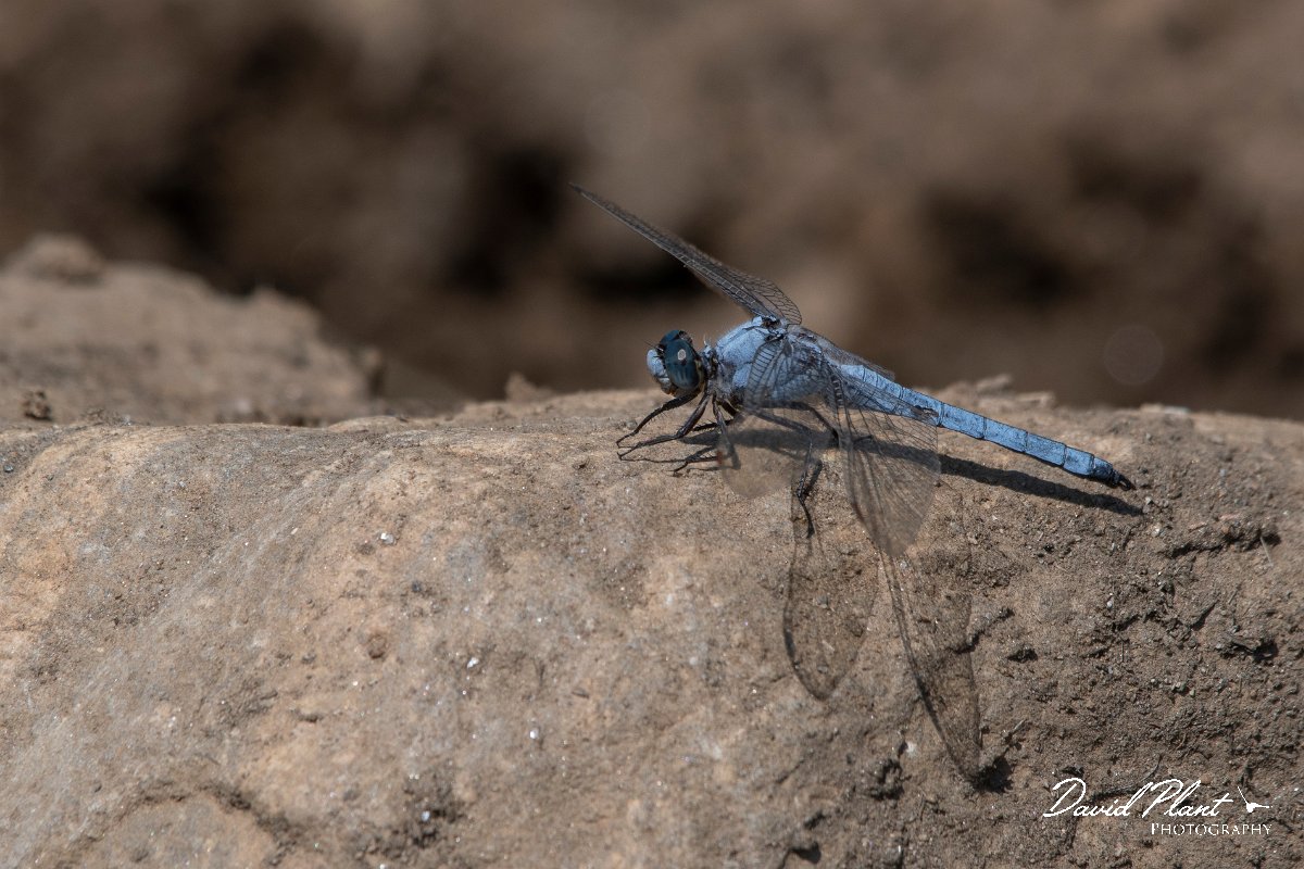 DPPhotography - Northern Greece - Southern skimmer - C.jpg - Southern skimmer - Mount Belles, Greece