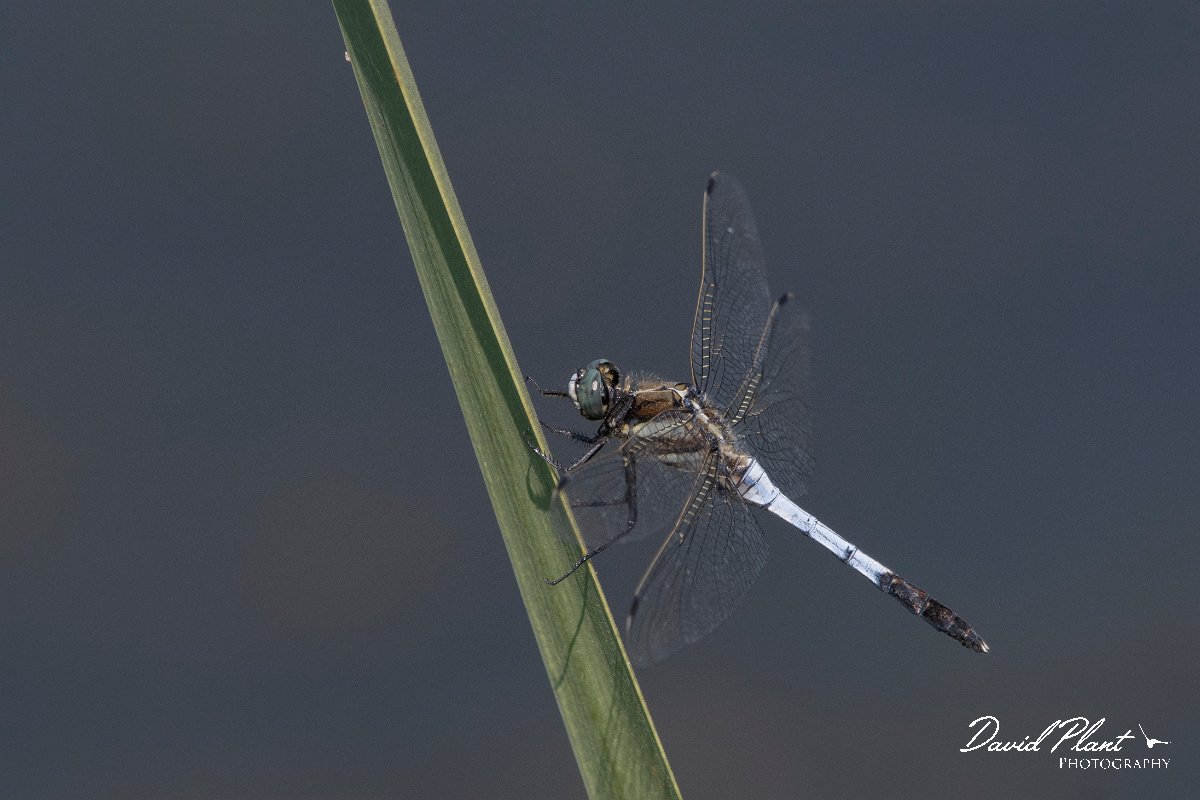 DPPhotography - Northern Greece - White-tailed skimmer - A.jpg - White-tailed skimmer - Lake Kerkini, Greece