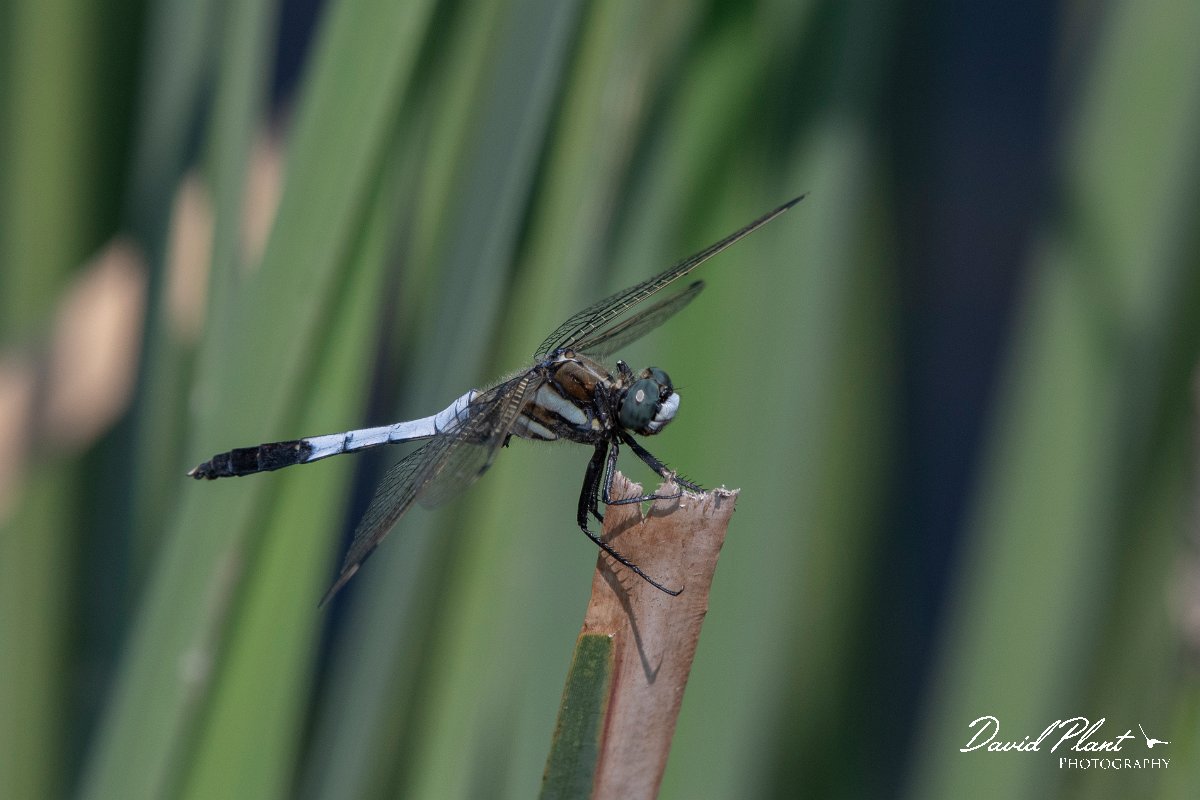 DPPhotography - Northern Greece - White-tailed skimmer - B.jpg - White-tailed skimmer - Lake Kerkini, Greece