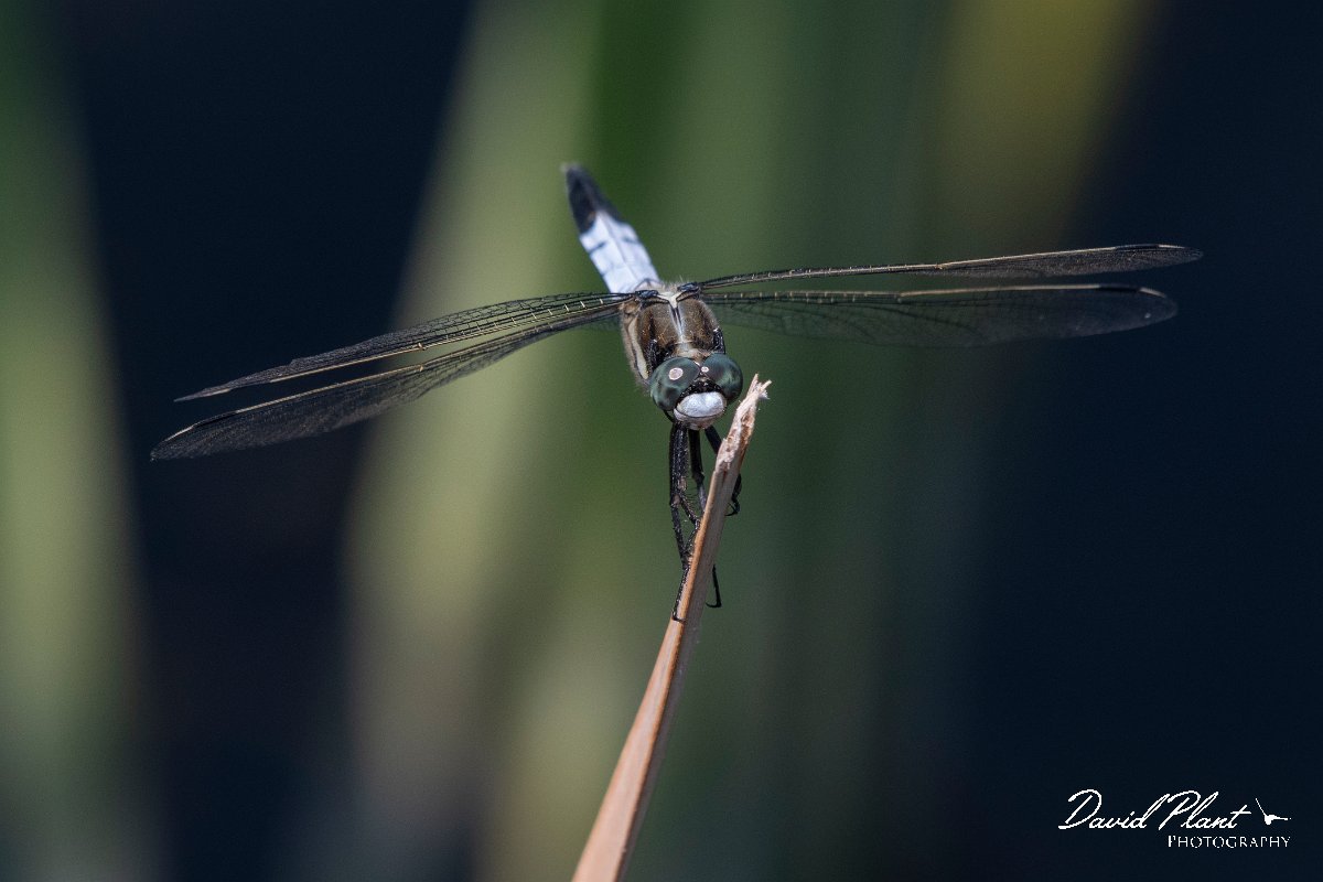 DPPhotography - Northern Greece - White-tailed skimmer - C.jpg - White-tailed skimmer - Lake Kerkini, Greece