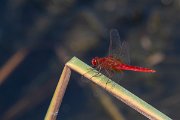 DPPhotography - Northern Greece - Broad scarlet - A