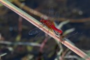 DPPhotography - Northern Greece - Broad scarlet - C