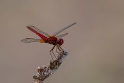 DPPhotography - Northern Greece - Broad scarlet - E
