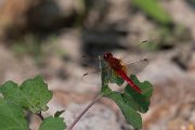 DPPhotography - Northern Greece - Broad scarlet - F