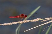 DPPhotography - Northern Greece - Broad scarlet - H