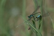 DPPhotography - Northern Greece - Common bluetail - A