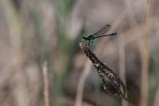 DPPhotography - Northern Greece - Common bluetail - B