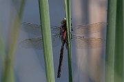 DPPhotography - Northern Greece - Lesser emperor - A