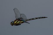 DPPhotography - Northern Greece - Migrant hawker - B