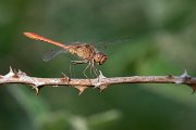 DPPhotography - Northern Greece - Southern darter - E