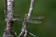 DPPhotography - Northern Greece - Southern hawker - A