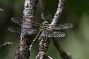 DPPhotography - Northern Greece - Southern hawker - B