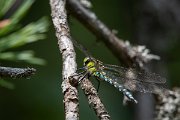 DPPhotography - Northern Greece - Southern hawker - C