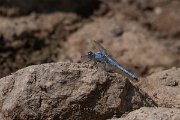 DPPhotography - Northern Greece - Southern skimmer - B