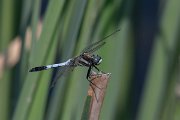 DPPhotography - Northern Greece - White-tailed skimmer - B