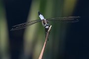 DPPhotography - Northern Greece - White-tailed skimmer - C